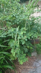 Dendrolobium umbellatum