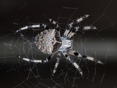 Araneus tartaricus