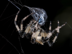 Araneus tartaricus