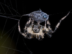 Araneus tartaricus
