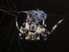 Araneus tartaricus