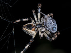 Araneus tartaricus