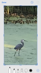 Ardea herodias