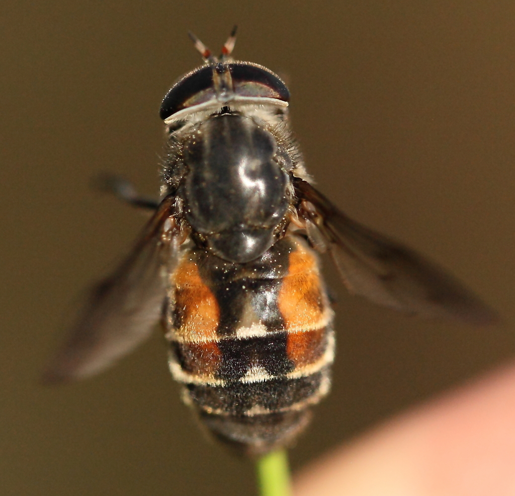 Hybomitra confiformis