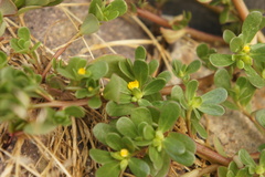 Portulaca oleracea