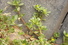 Portulaca oleracea