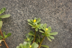 Portulaca oleracea
