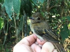 Cnipodectes subbrunneus