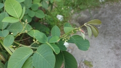 Dendrolobium umbellatum