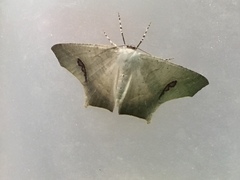 Ennominae