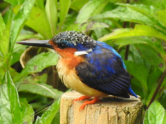 Corythornis vintsioides