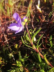 Viola decumbens