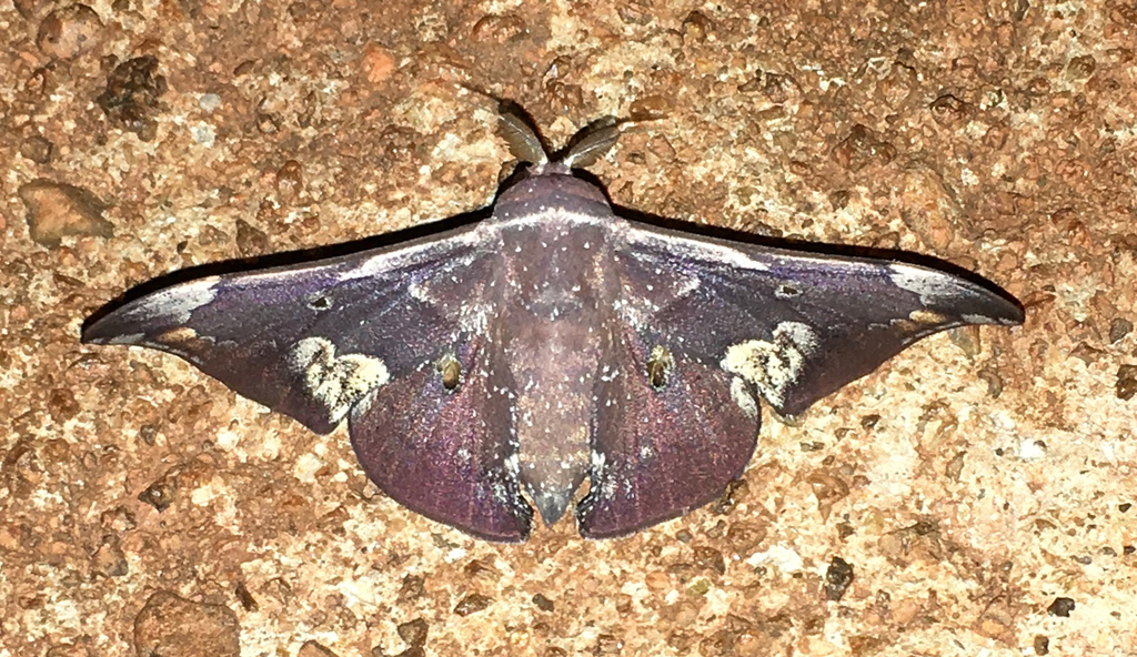 Roelmana maloba