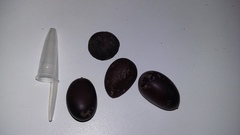 Hymenaea courbaril