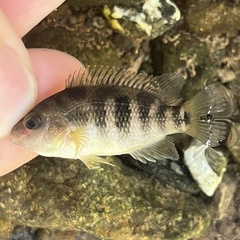 Diquis Cichlid photo 3