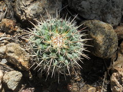 Mammillaria wagneriana
