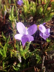 Viola decumbens