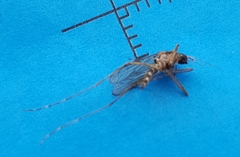 Aedes alboannulatus