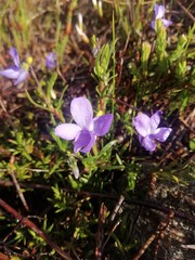Viola decumbens
