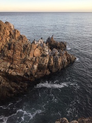 Nannopterum brasilianum