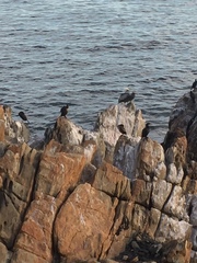 Nannopterum brasilianum