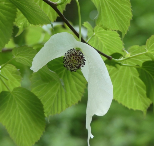 Image of Davidia involucrata by (c) Trixie Hürkamp, some rights reserved (CC BY)