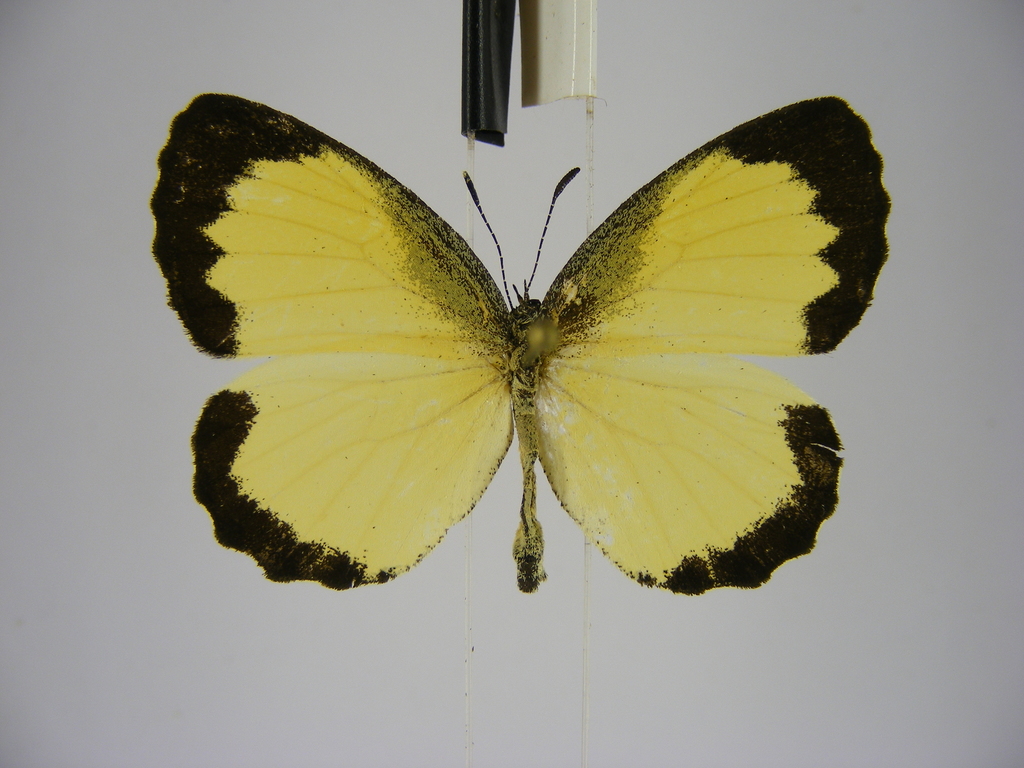 Citrinophila erastus