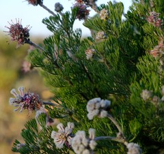 Paranomus abrotanifolius