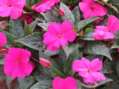 Impatiens hawkeri