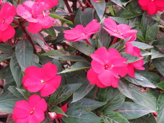 Impatiens hawkeri