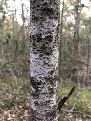 Persoonia cornifolia