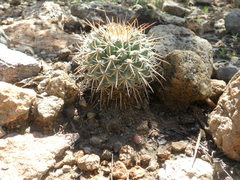 Mammillaria wagneriana