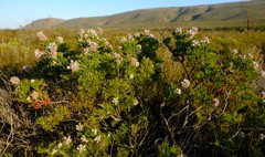 Paranomus abrotanifolius