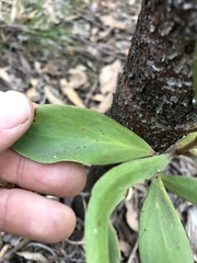 Persoonia cornifolia