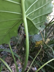 Okiscarta uchidae