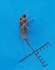 Aedes alboannulatus