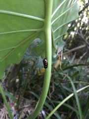 Okiscarta uchidae