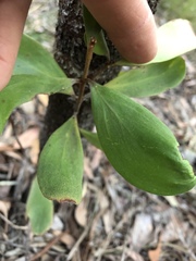 Persoonia cornifolia