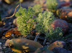 Eriospermum paradoxum