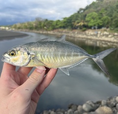 Green Jack photo 4
