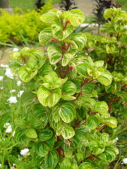 Iresine diffusa herbstii