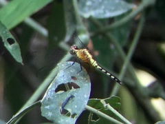 Libellulidae