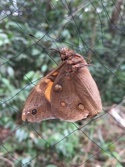Nymphalidae