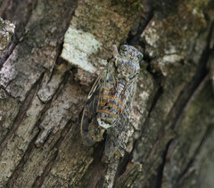 Cicada orni