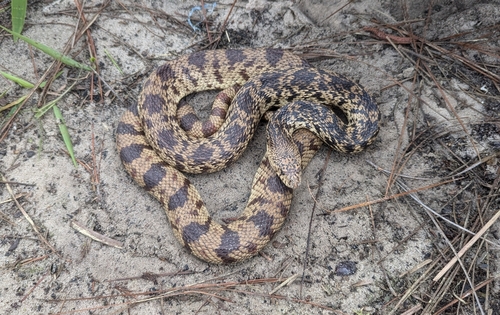 Photo of a Louisiana Pine Snake (Pituophis ruthveni)