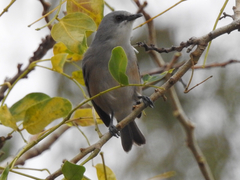 Zosterops mauritianus