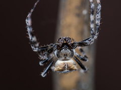 Araneus tartaricus