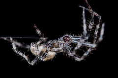 Araneus tartaricus