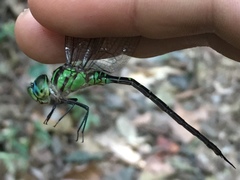 Aeshnidae