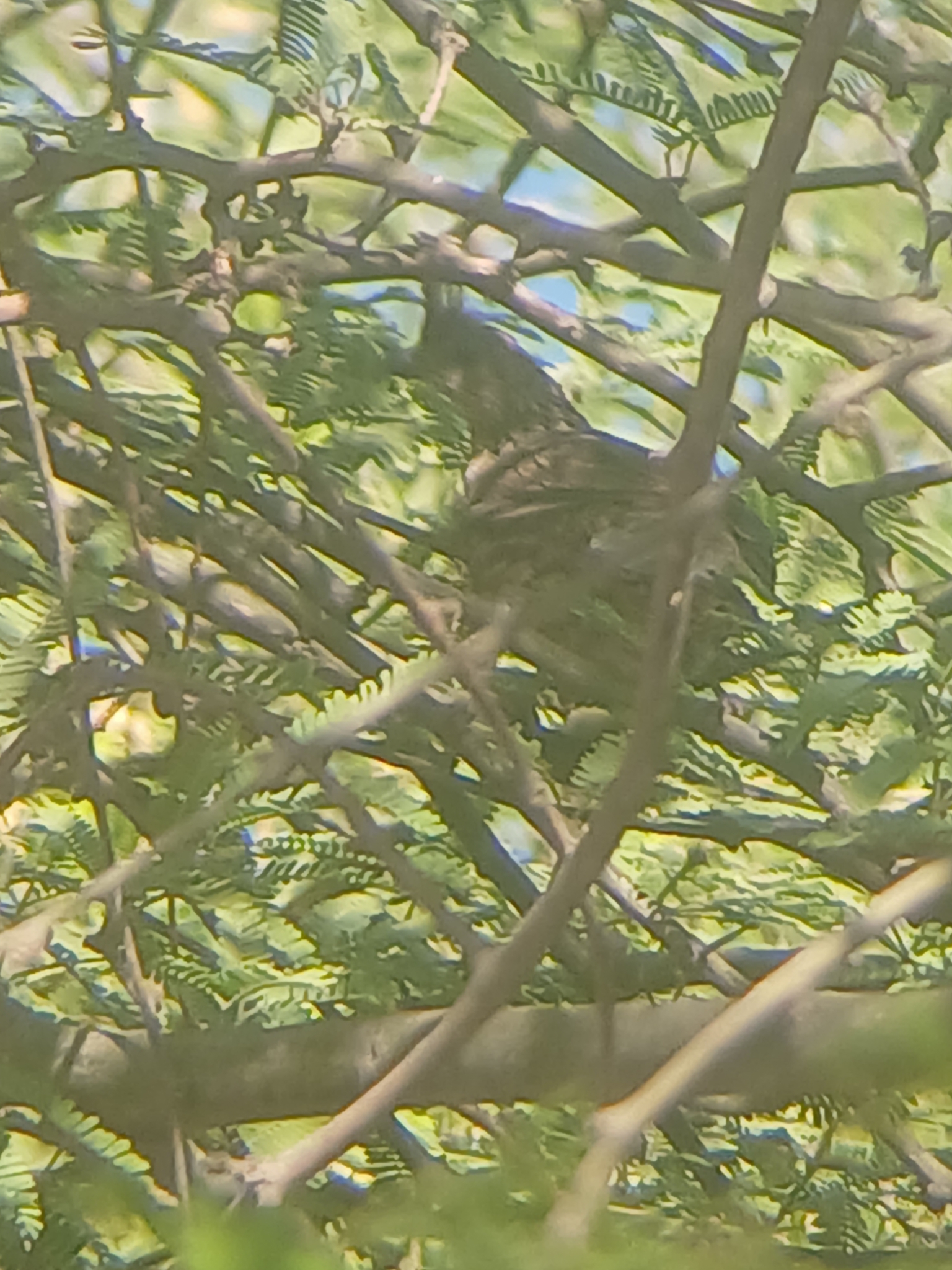 Elegant Quail (Callipepla douglasii), photo 2